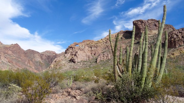 Organ Pipe Cactus National Park - 53.jpg