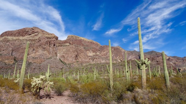 Organ Pipe Cactus National Park - 54.jpg
