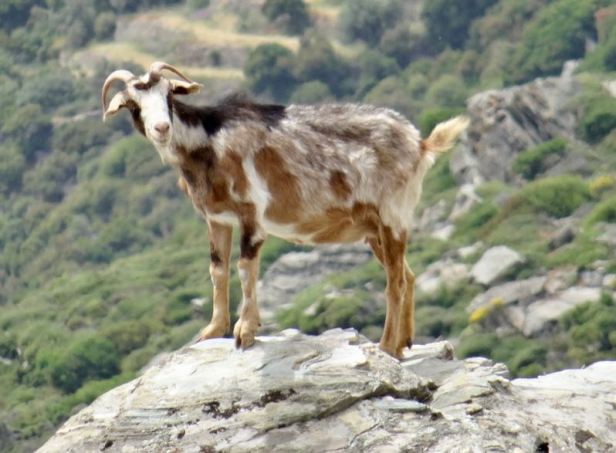 05-04 One of many goats along the way - 1