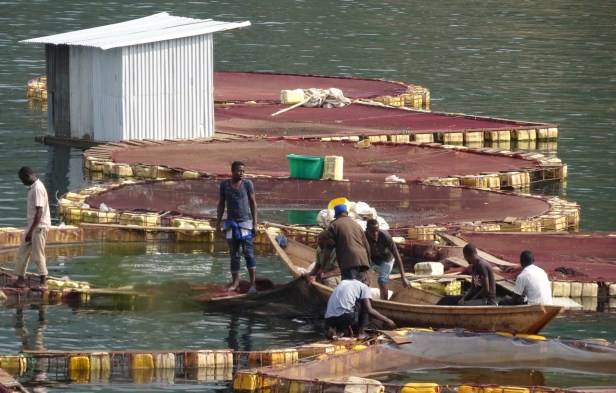 fish-farm.jpg