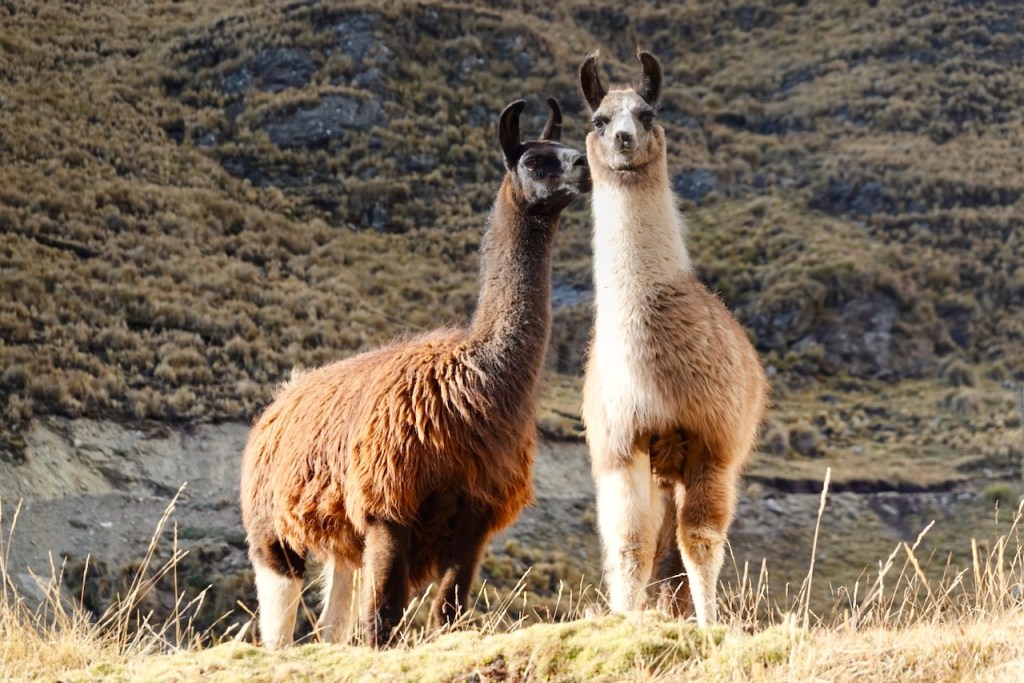 Two llamas standing close together in a grassy field against a mountainous background. One llama has a dark brown coat, while the other is light brown and white.
