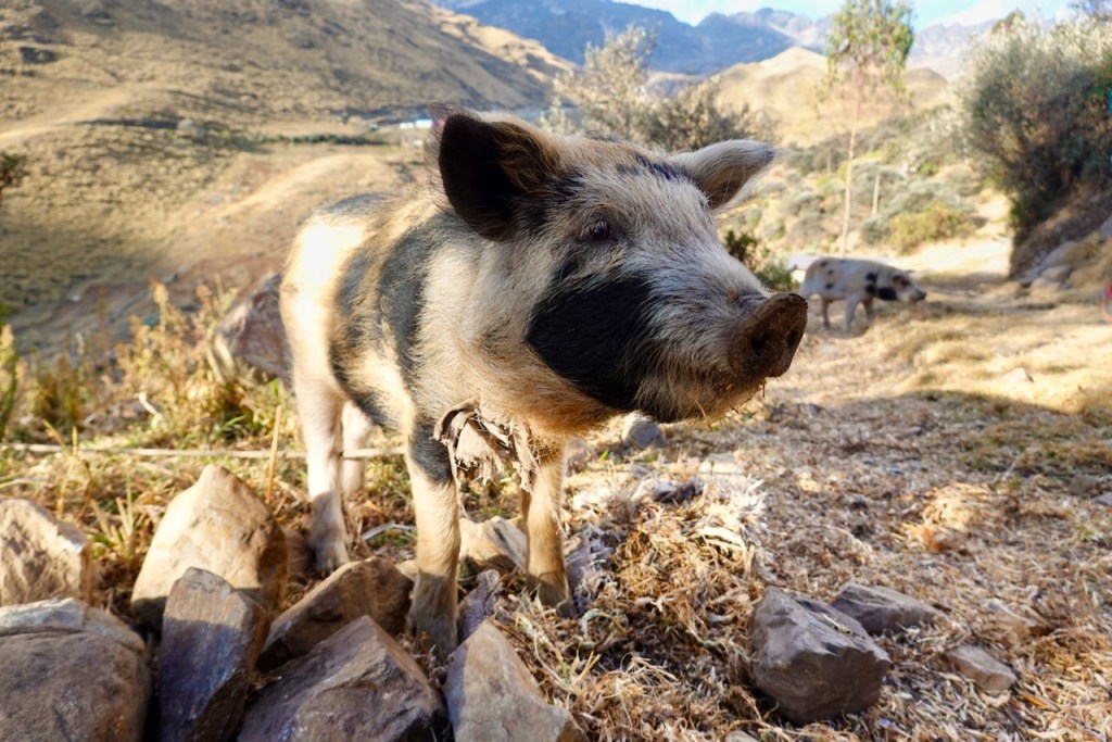 A close-up of a black and white pig standing among rocks and grass in a mountainous landscape.