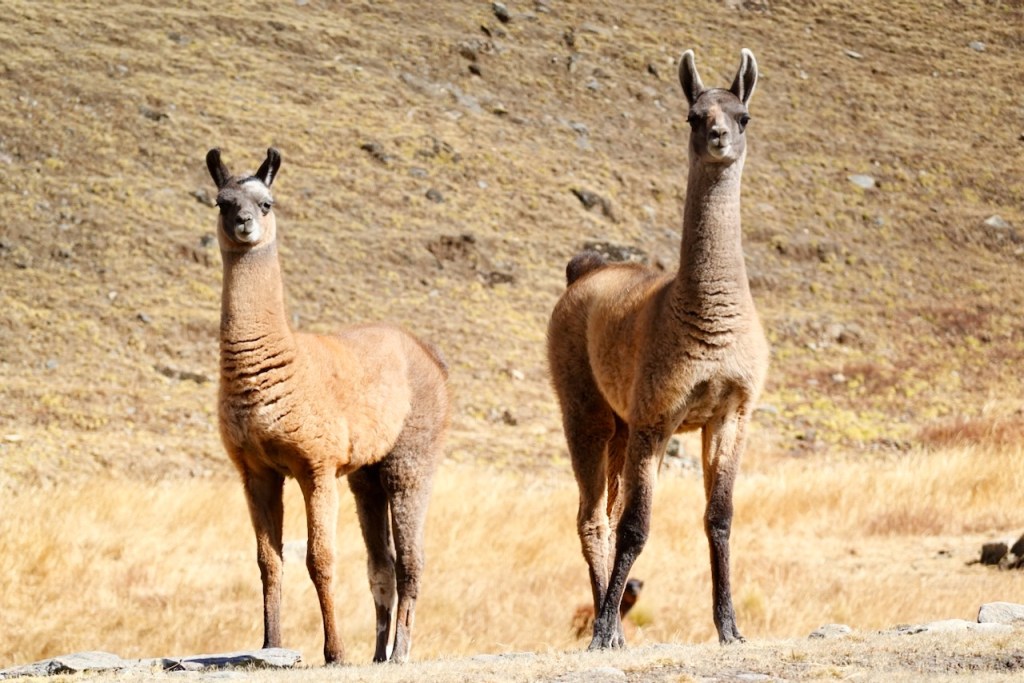 Two guanacos standing in a grassy area with a dry, hilly backdrop.