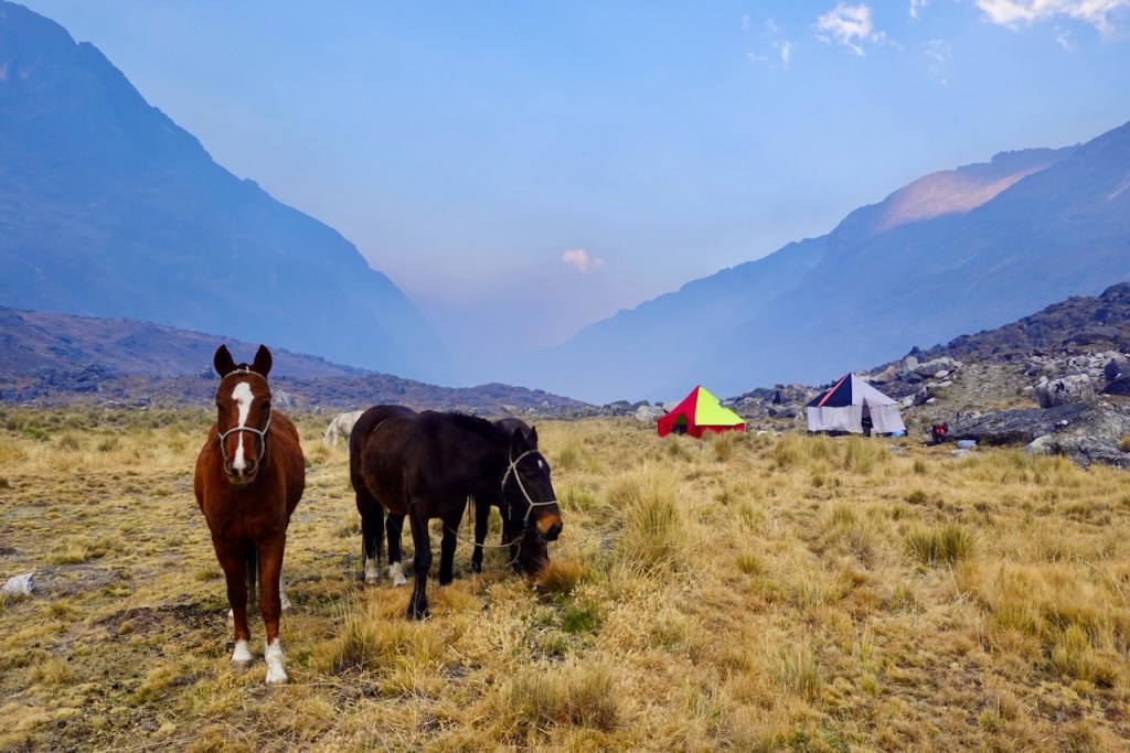 Two horses in a grassy meadow with mountains in the background and colorful tents set up nearby.
