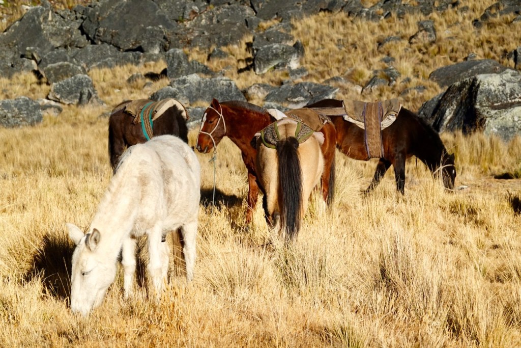 Four horses grazing in a grassy area with rocky terrain in the background.