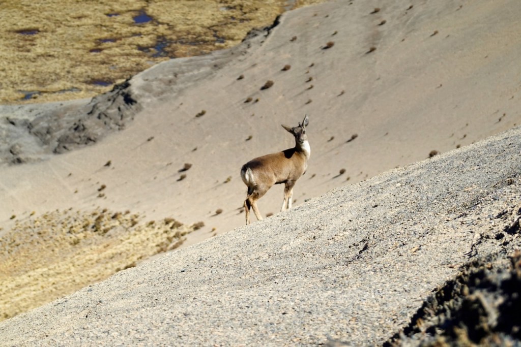 A deer standing on a rocky hillside with a barren landscape in the background.