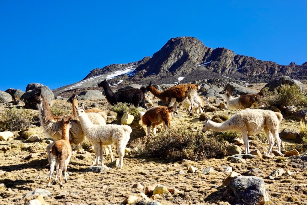 A group of llamas grazing on a mountainous terrain with rocky outcrops and a clear blue sky.