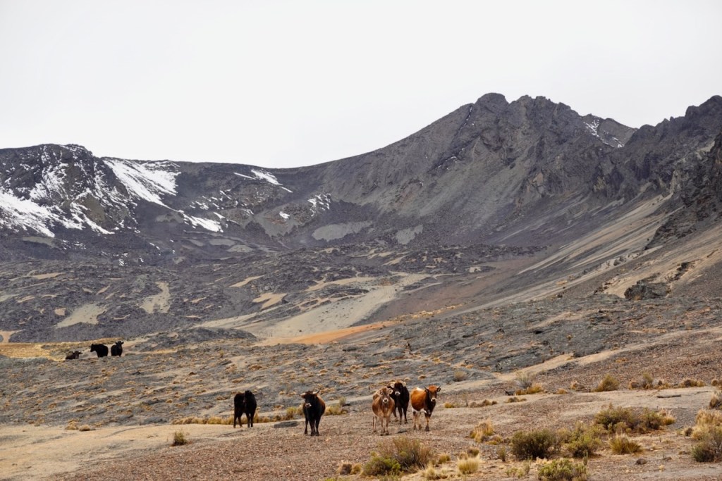 Herd of cows grazing in a mountainous landscape with rocky terrain and snowy peaks in the background.