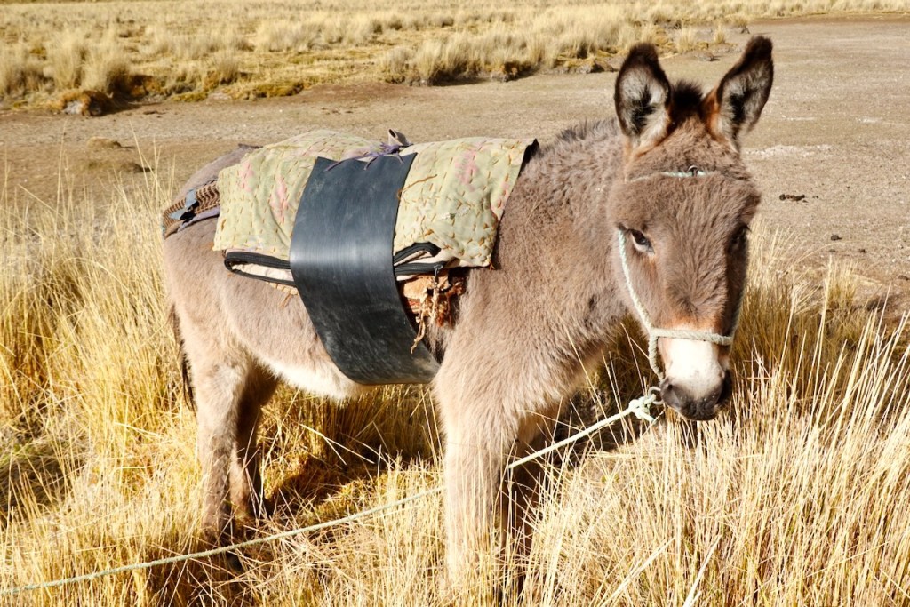 A donkey wearing a saddle in a grassy field with sparse vegetation.
