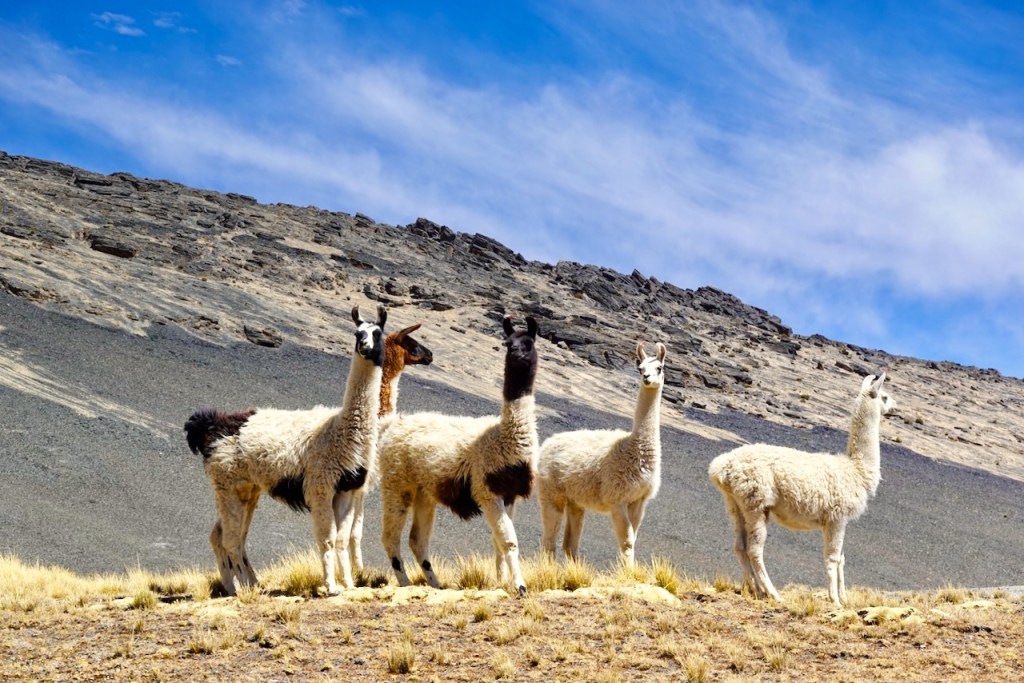 A group of five llamas standing on a rocky hillside under a blue sky with scattered clouds.