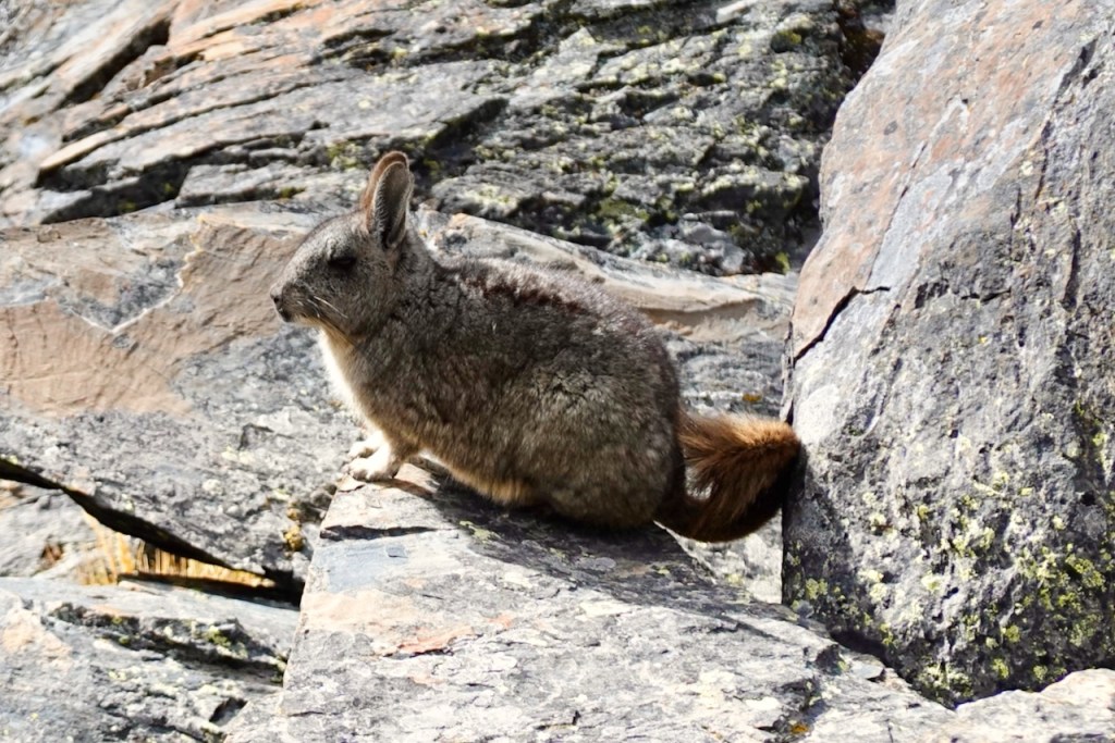 A small, greyish-brown mammal with large ears sitting on a rock in a mountainous landscape.