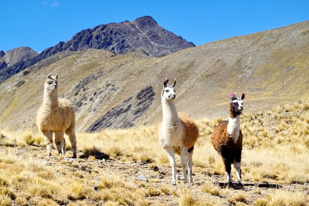 Three llamas standing on grassy terrain with a mountainous background under a clear blue sky.