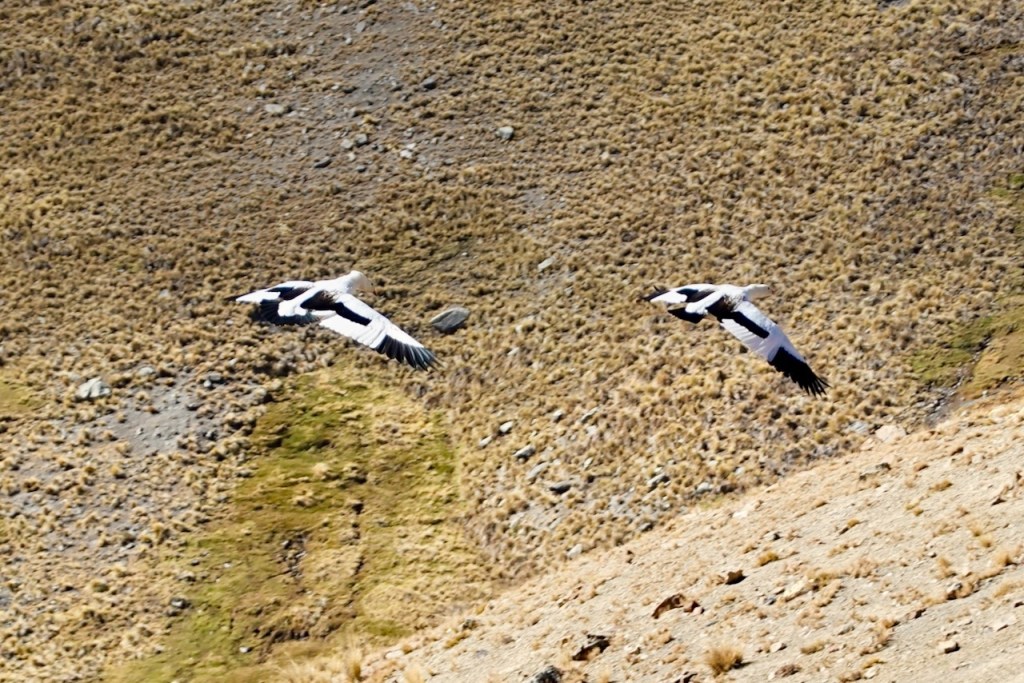 Two birds with black and white plumage flying over a mountainous landscape.