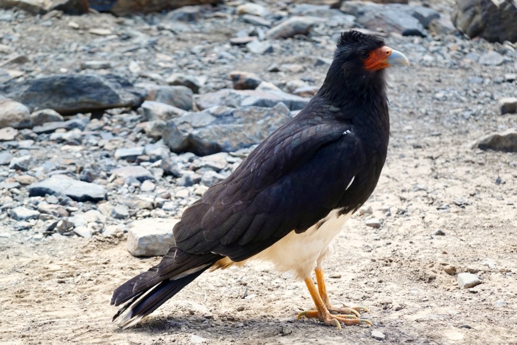 A large bird with black feathers and a white belly, standing on rocky ground. It has a distinct orange-red face and yellow legs.