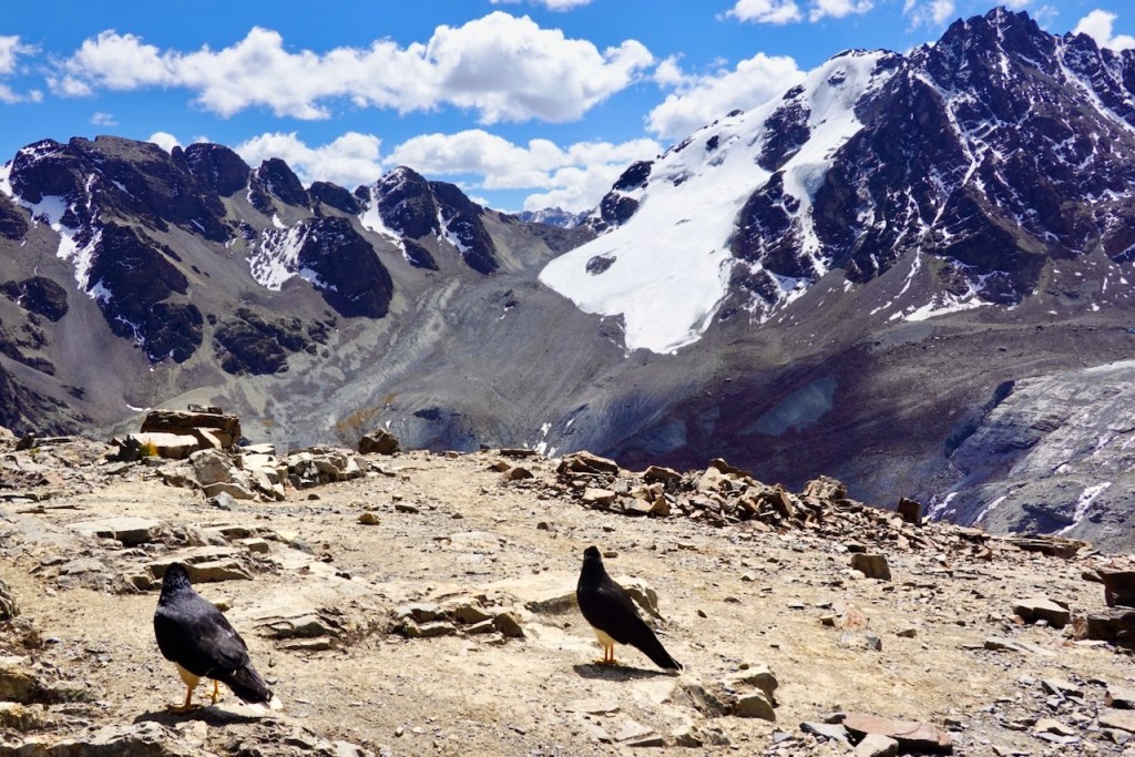 Two birds standing on rocky terrain with a mountainous background featuring snow-capped peaks and a blue sky with clouds.