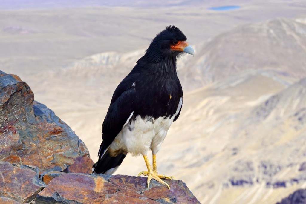 A majestic black and white bird perched on a rocky ledge, set against a barren mountainous landscape.