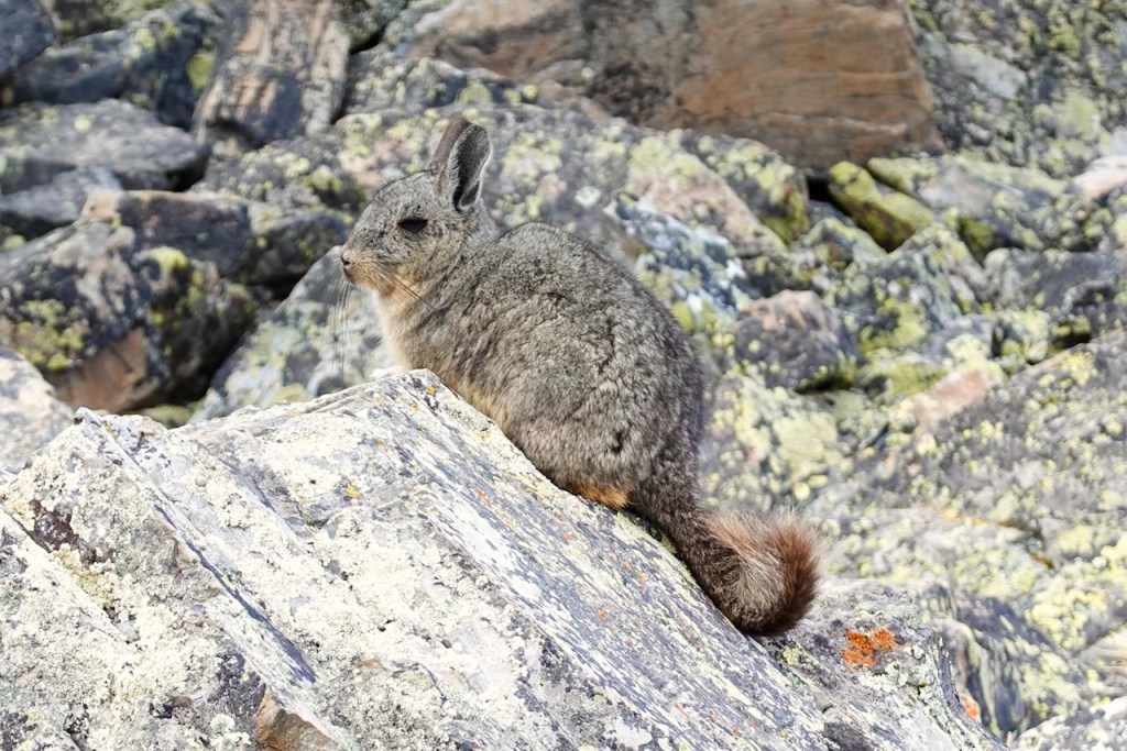 A small, furry animal resembling a rabbit, sitting on a rocky surface with lichen-covered stones in the background.