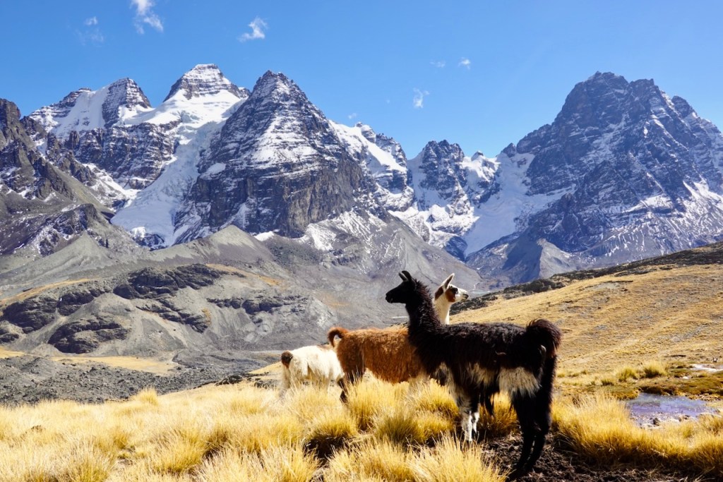 Two llamas standing in a grassy landscape with snow-capped mountains in the background under a clear blue sky.
