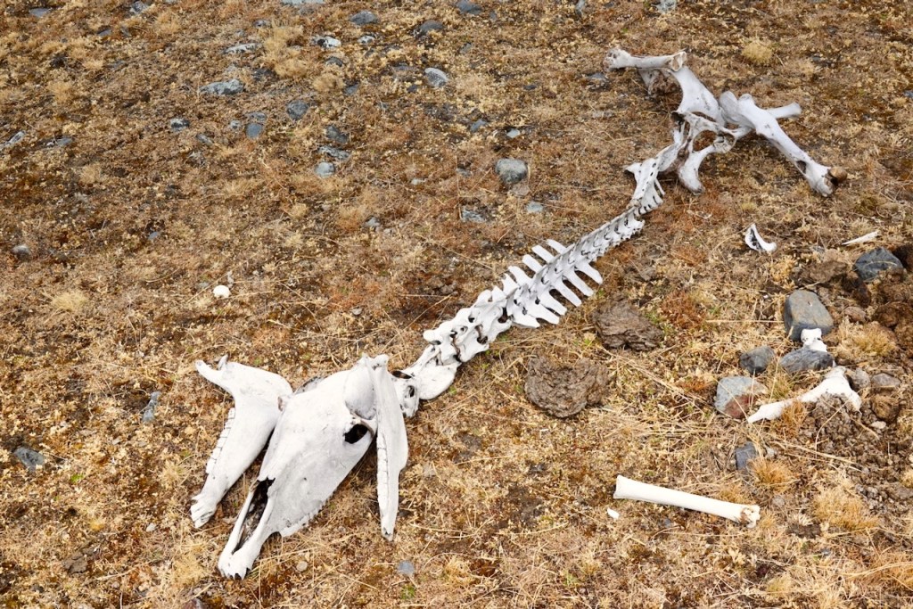 A skeletal remains of a whale on rocky ground, with dry grass and scattered stones around it.