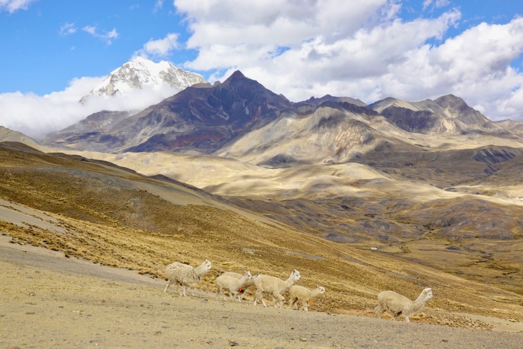 A scenic view of a mountainous landscape with several llamas grazing in the foreground, showcasing rugged terrain and snow-capped peaks under a partly cloudy sky.