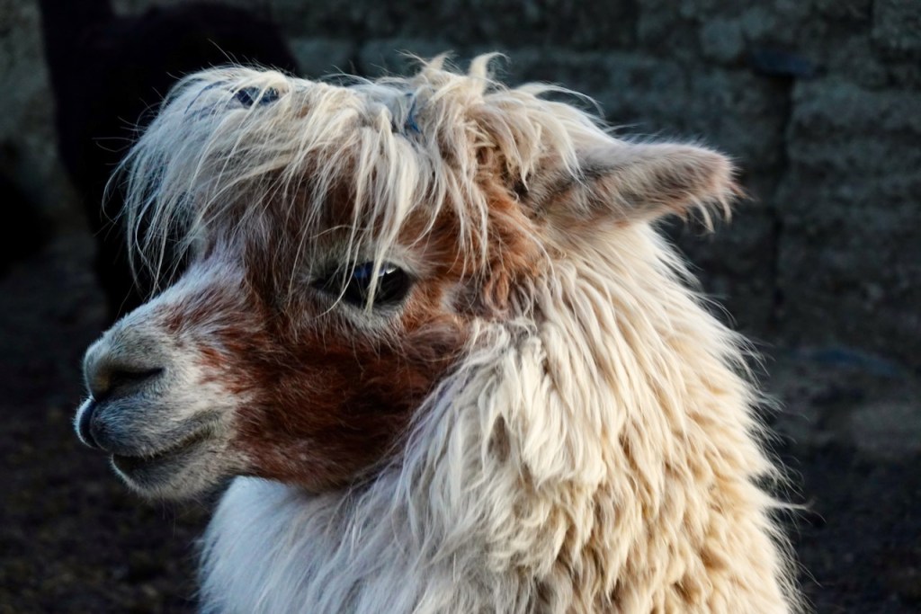 Close-up of a fluffy llama with a distinctive hairstyle and expressive eyes.