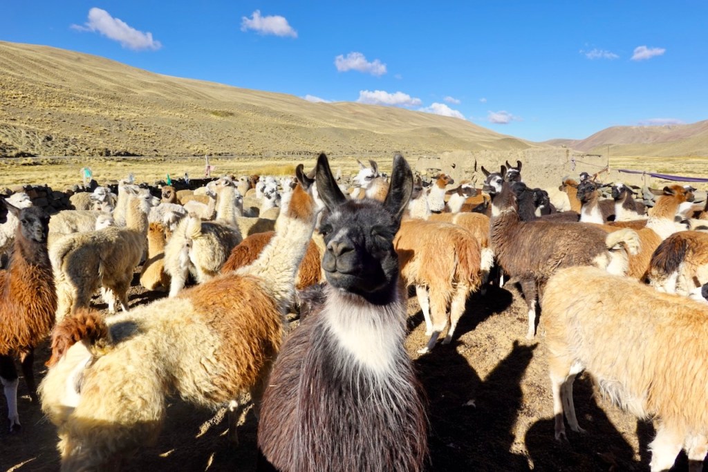 A group of llamas and alpacas grazing in a mountainous landscape under a clear blue sky.