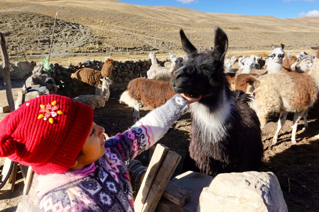 A young girl in a red hat gently pets a llama in a farm setting, surrounded by other llamas and sheep on a sunny day.