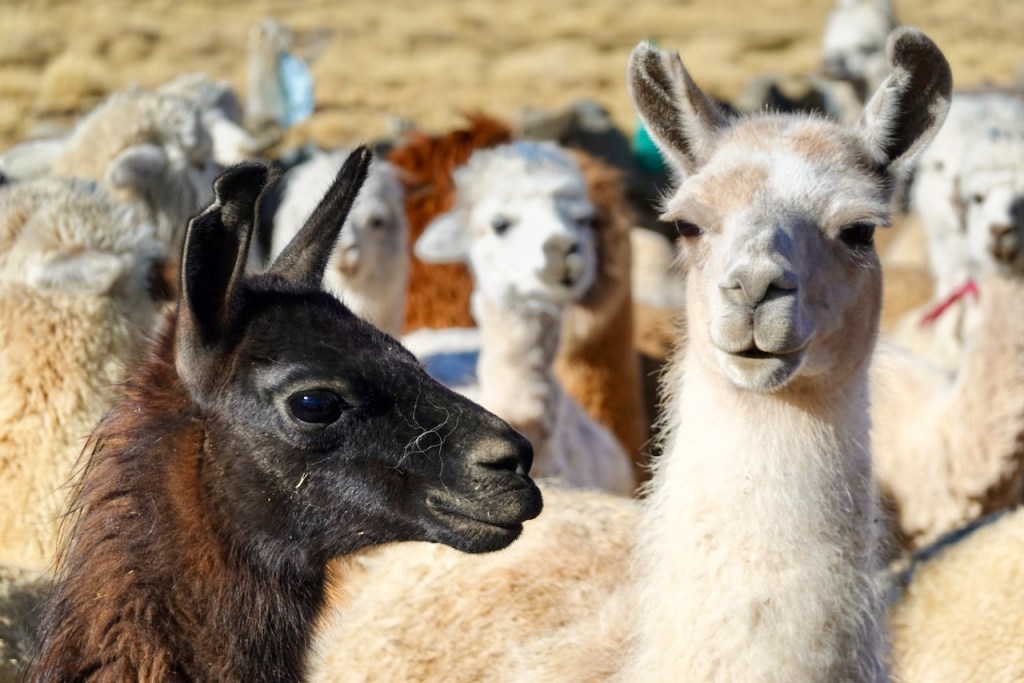 A close-up of a black llama and a light-colored llama, with several other llamas blurred in the background.