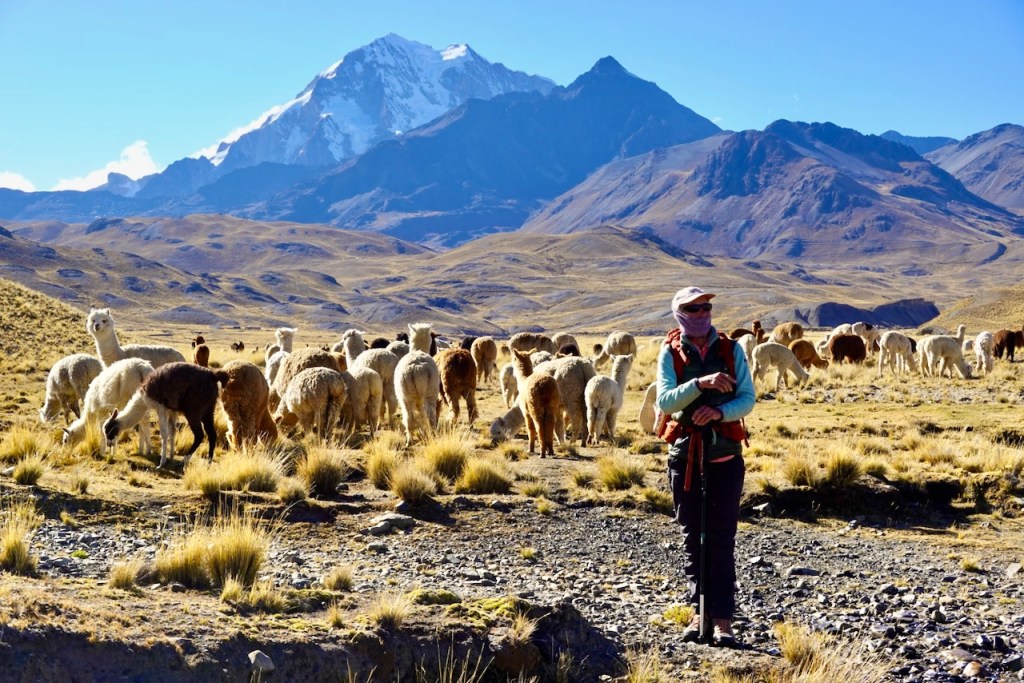 A person standing in a mountainous landscape, surrounded by a herd of llamas and alpacas, with snow-capped peaks in the background under a clear blue sky.