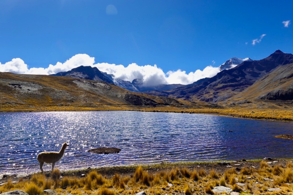 A serene landscape featuring a tranquil lake surrounded by mountains and grasslands, with an alpaca grazing near the water's edge under a clear blue sky.